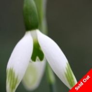 Galanthus - Jessica